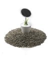 Solar sunflower Solar sunflower